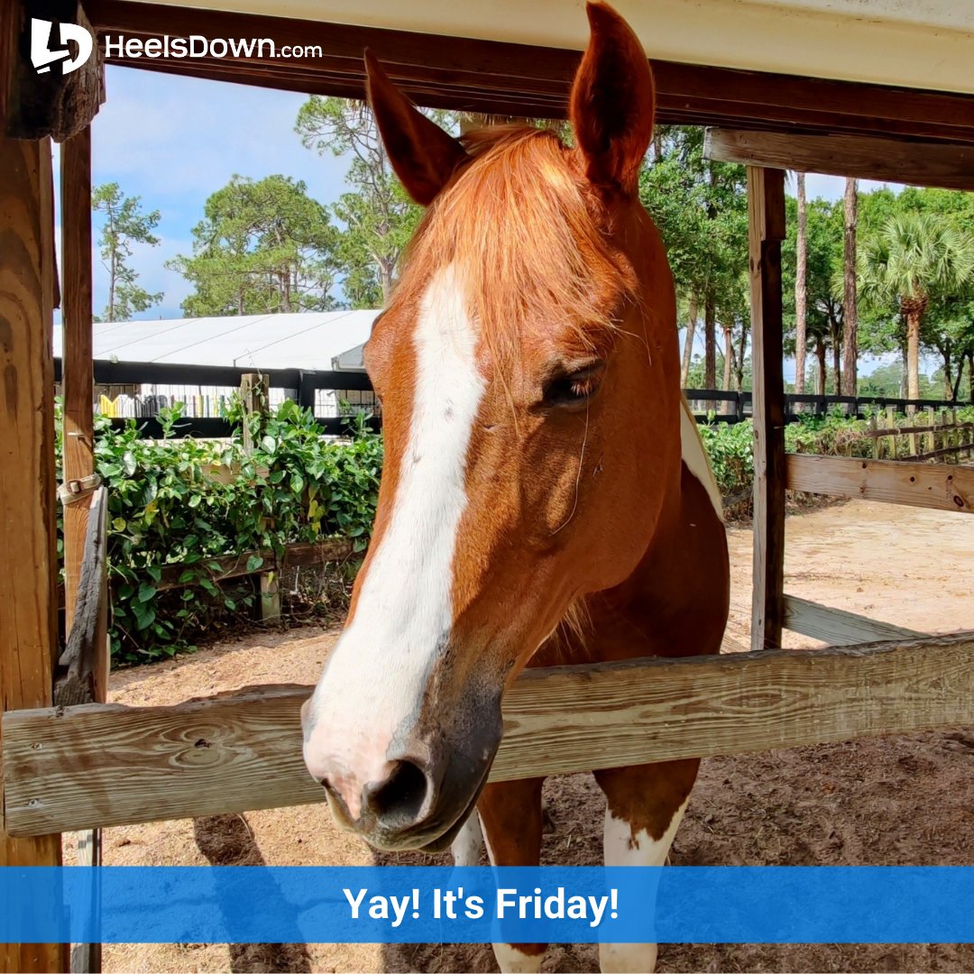 HeelsDownApp's tweet photo. Yay! It's Friday! 😀🐴🎉

#heelsdownapp #heelsdown #horsebackriding #ridinglessons #dressage #hunter #jumper #showjumping
#barrelracing #polo #western #reining #WellingtonFL #PalmBeach #horsesofinstagram #lovehorses #horseshow #Friyay https://t.co/hpJHWnqnJQ