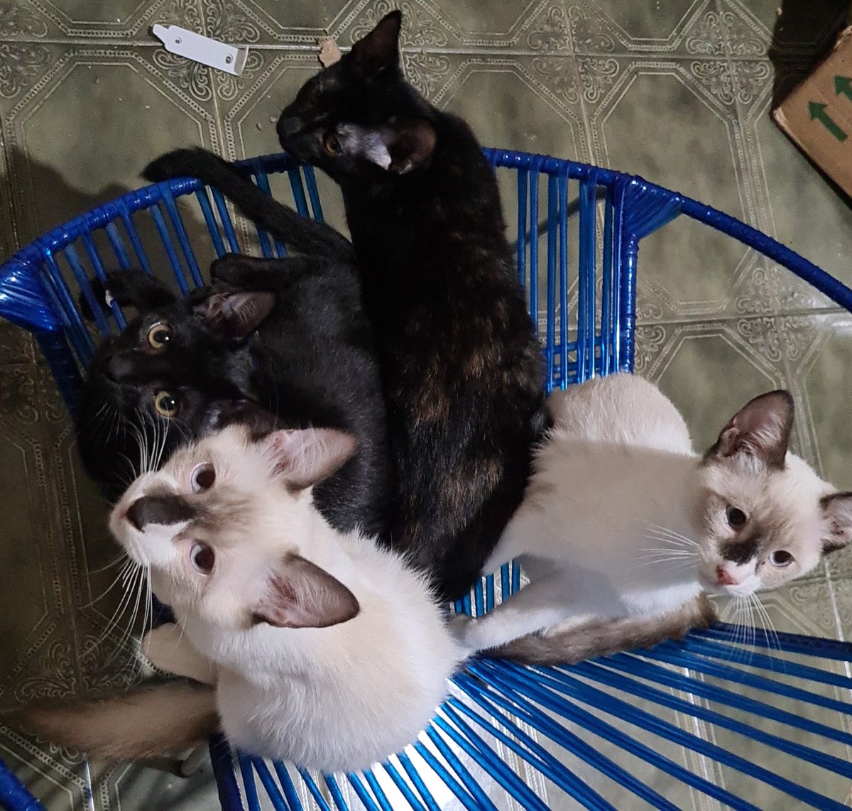 _abreujeh's tweet photo. ADOÇÃO RESPONSÁVEL - RJ

A mamãe desses gatinhos apareceu gravidissima no meu quintal e pariu essas coisinhas lindas na minha churrasqueira. Meu pai e eu vamos arcar com os custos de castração e já fazemos os cuidados necessários como tratamento contra pulgas e vermes+ https://t.co/KihCLCUOgT