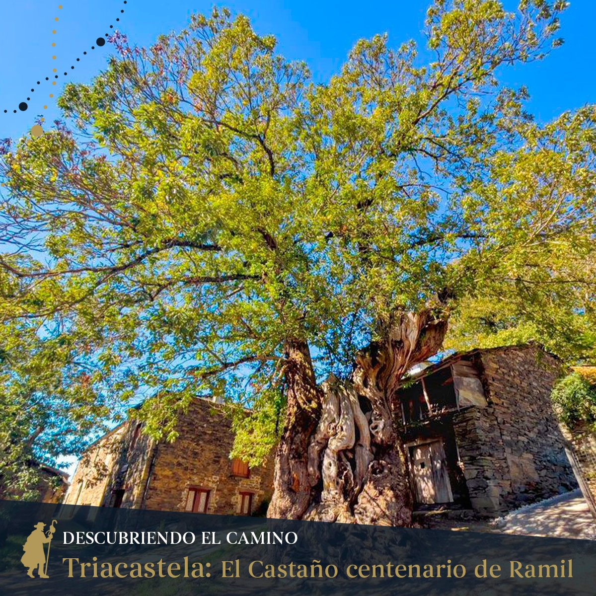 Podría decirse que es el árbol del Camino de Santiago que más peregrinos ha visto, ya que tiene más de 800 años. Mágico, ¿verdad?
📸 @carlosutrilla 

#Lusco #ConBuenVinoSeAndaElCamino #Carballo #Triacastela