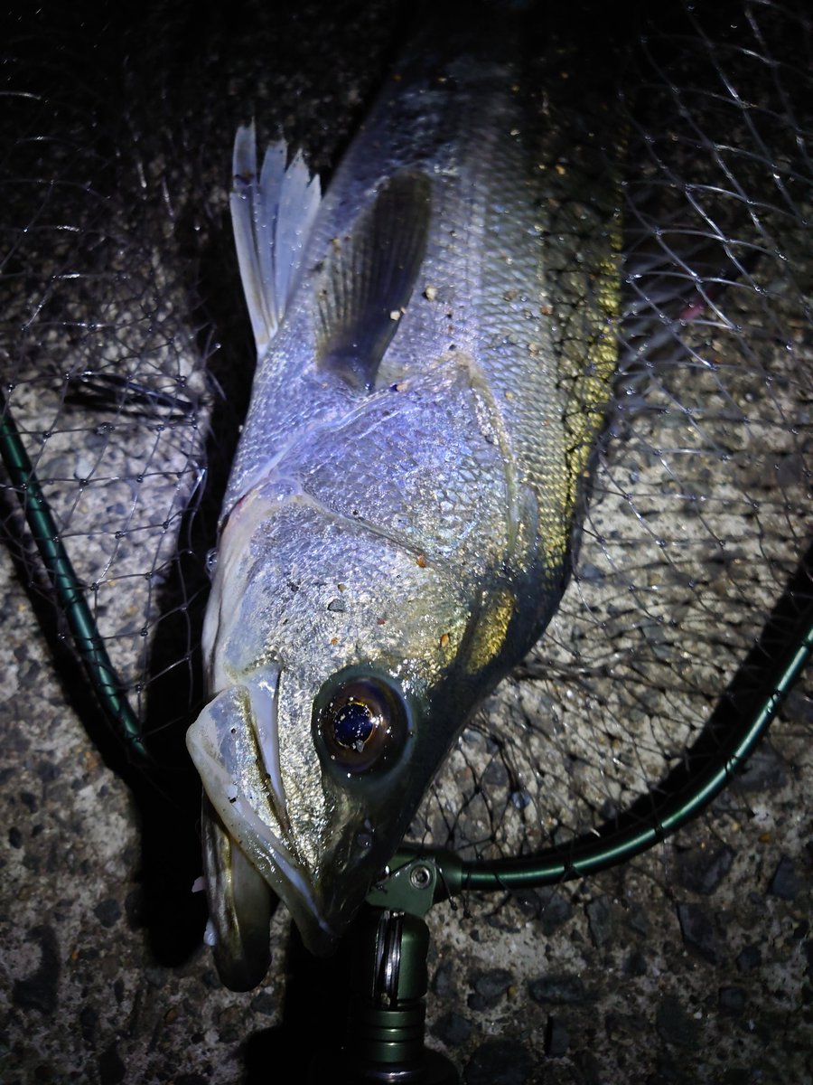 tool_hiroaki's tweet photo. 課題が見えた今日の現場…。
#siyouei #tool #ino_plus 
#fishing #シーバス https://t.co/ZkEi9kUMQq