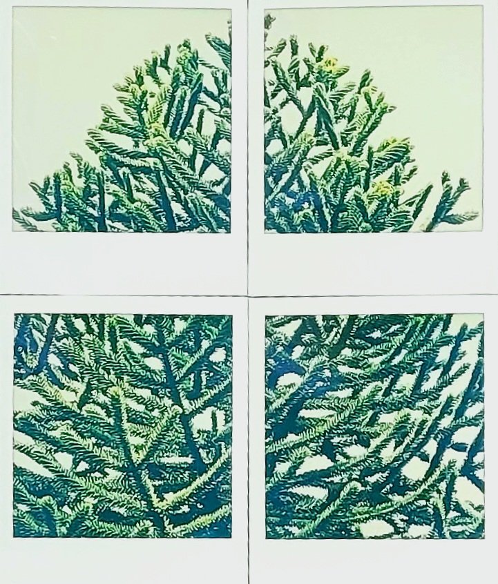 CryptoK37364015's tweet image. The Polariod
Its a puzzle; A Monkey Puzzle II
The printed version.
Would really appreciate  any feedback frens.
#polaroid #PolaroidoftheDay #Polaroidlab #film #Digitaldiscovery 
#Polaroiditype