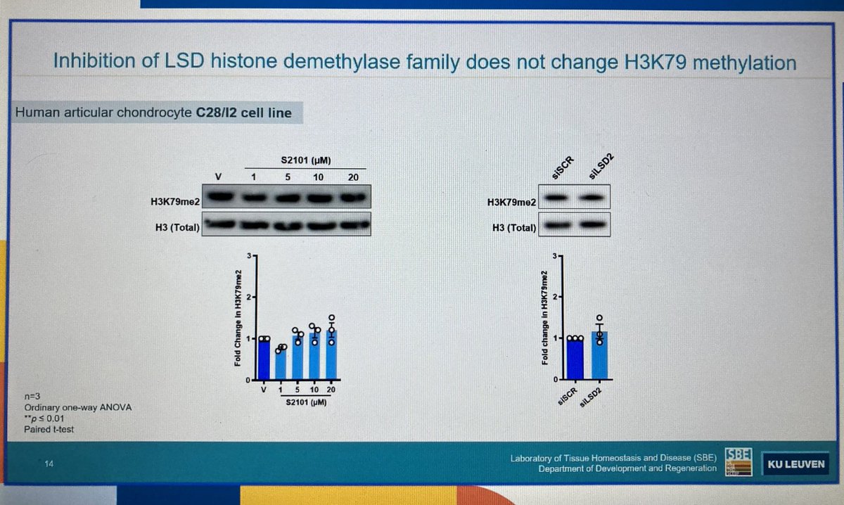 Nice talk about histone demethylases by Reem Assi, way to go! #OARSI2022 @SilviaMonteag @TissueHomandDis