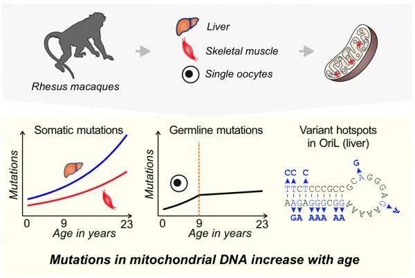 Led by Eberly researcher <a href="/MakovaLab/">Kateryna</a>, a new study suggests there may be a protective mechanism that keeps the mutation rate in reproductive cells lower compared to other tissues in primates. buff.ly/3LXRLQD <a href="/PennStateBio/">Penn State Biology</a>