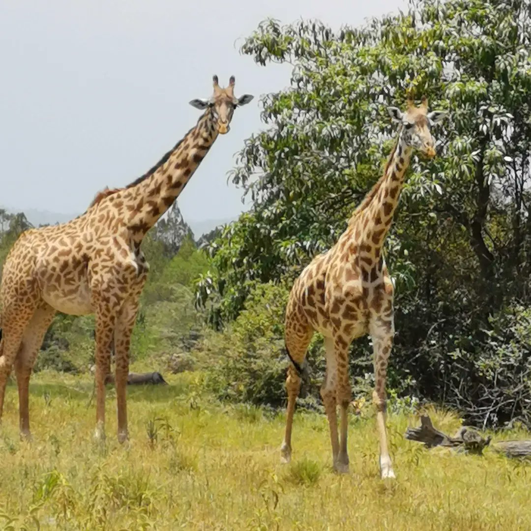 SenseNatureAds's tweet photo. #visittanzania 
#visitserengeti 
#explorenature 
info@sensenatureadventure.com https://t.co/M1f0UUbCOa