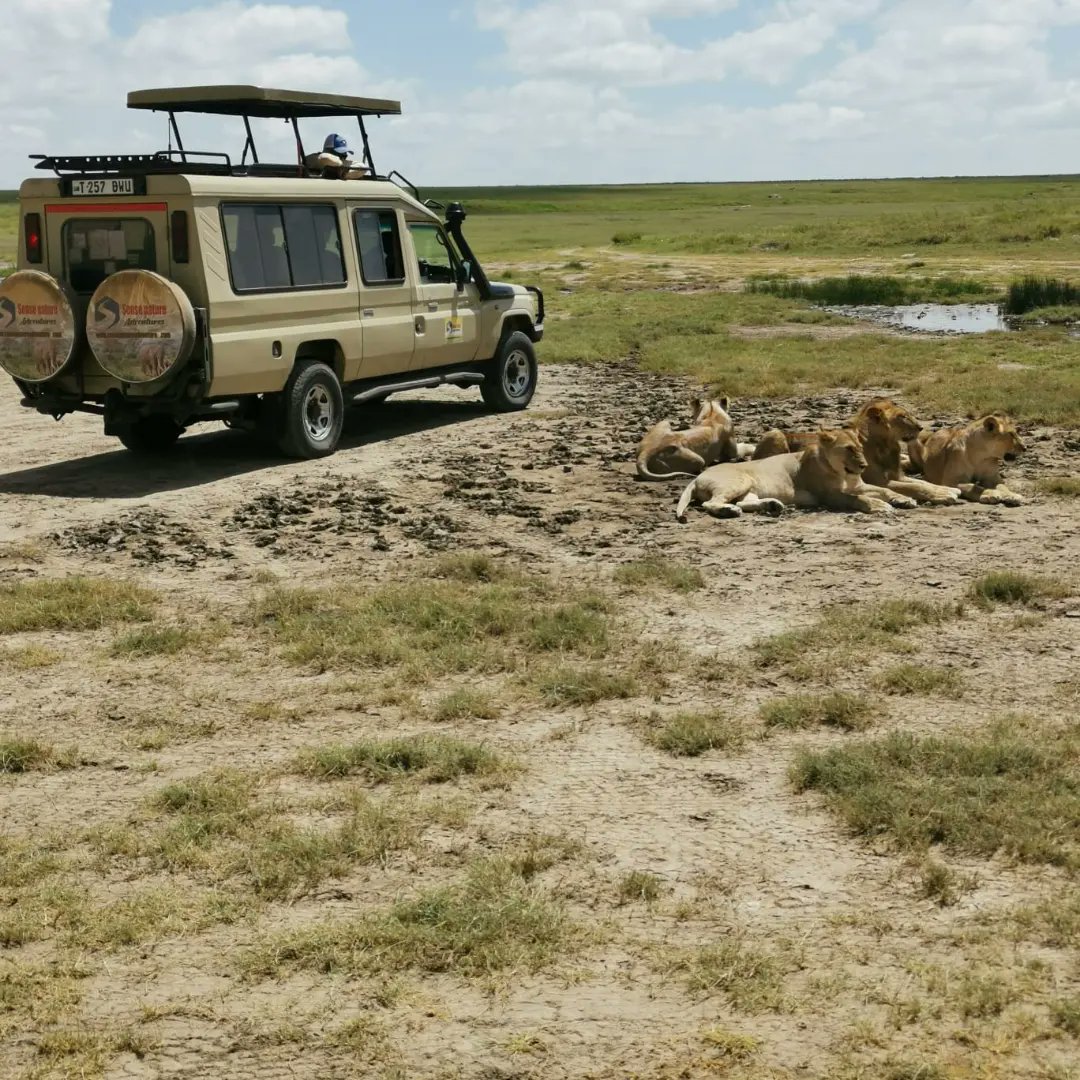 SenseNatureAds's tweet photo. #visittanzania 
#visitserengeti 
#explorenature 
info@sensenatureadventure.com https://t.co/M1f0UUbCOa