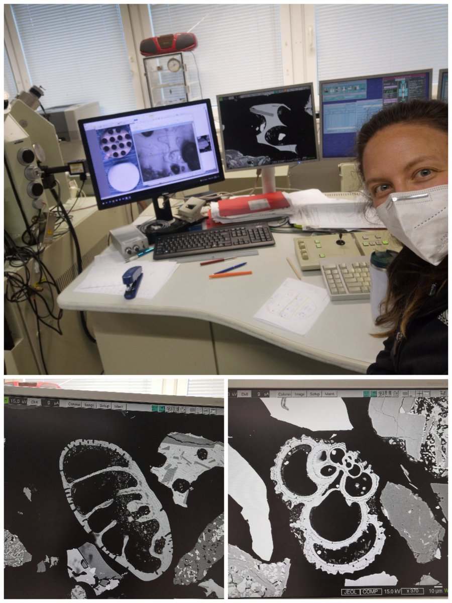 volcanomum's tweet photo. Found some fun little foram flowers during my #microprobe work @GEOMAR_en while analyzing the first ash shards of #M178 #HazELNUT for some @IAVCEI_COT work to present @CoV11Crete. https://t.co/RQ8NVf7fDO