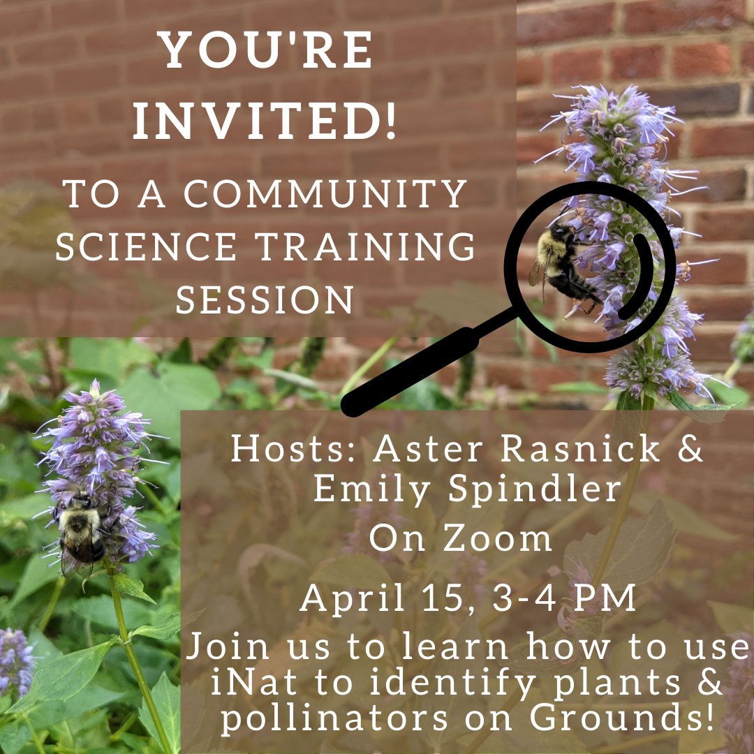 BeeGroundsUVA's tweet photo. You’re invited! A training session for our community science project will be held via Zoom next Friday, 3-4pm! Come join us to learn how to use the iNaturalist platform to start observing plants &amp; pollinators on grounds! Zoom link will be posted here: https://t.co/9bBdd9La1C https://t.co/fW1SPo8ojR