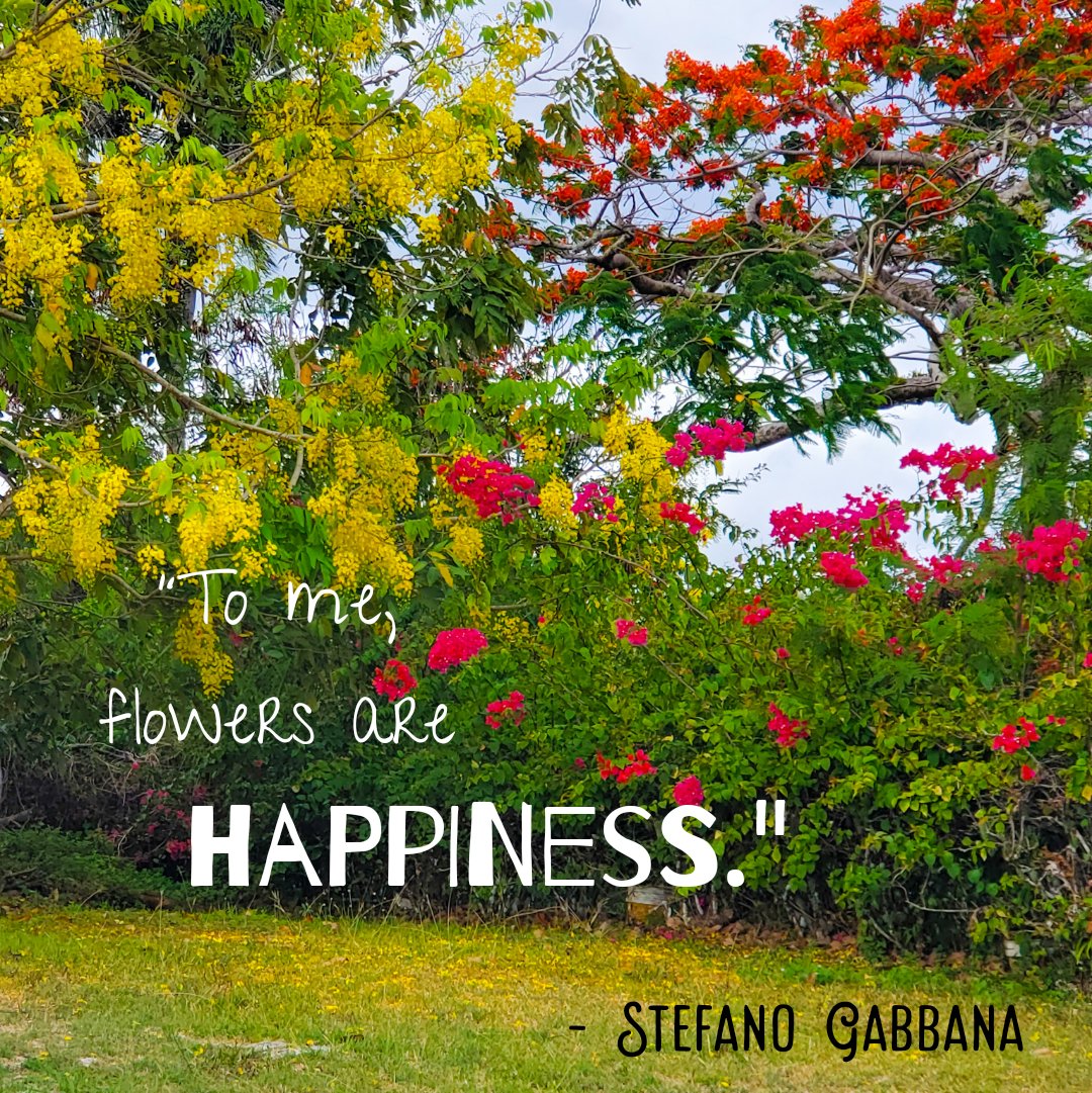 To be surrounded by nature and the beautiful colors of a forest or garden of flowers, brings about a peacefulness and happiness that is unparalleled.  It is true, flowers are happiness.

#tropicalisland #flowers #wildflower #travellerslife #beautyinnature #beautifulcolors #beauty