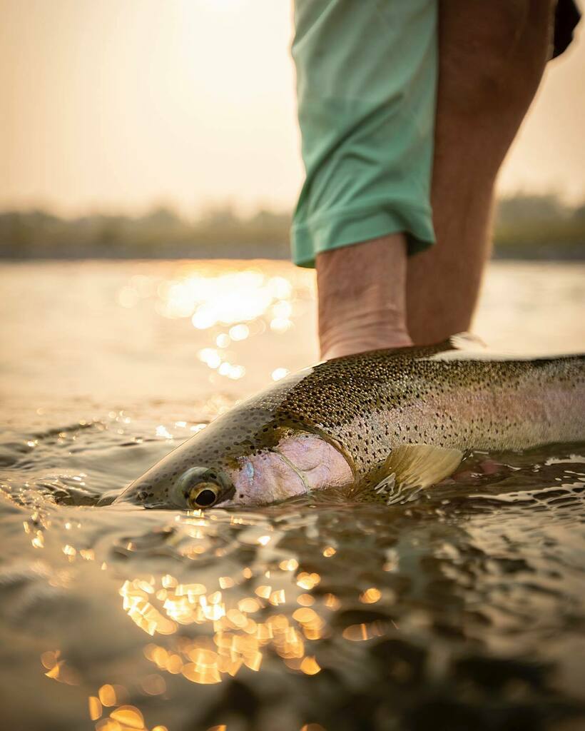 OutFlyFishing's tweet photo. It may not be wet wading season yet, but the bow has been on fire lately. It’s supposed to be over 20C today. Who’s heading Out Fly Fishing?
.
.
.
.
#BowRiverRainbows #BowRiverFlyFishing #BowRiverGuides #OutFlyFishing #TakeADayOFF #CalgarysFlyShop https://t.co/5WyRFpb8rJ https://t.co/8QyICqj0el