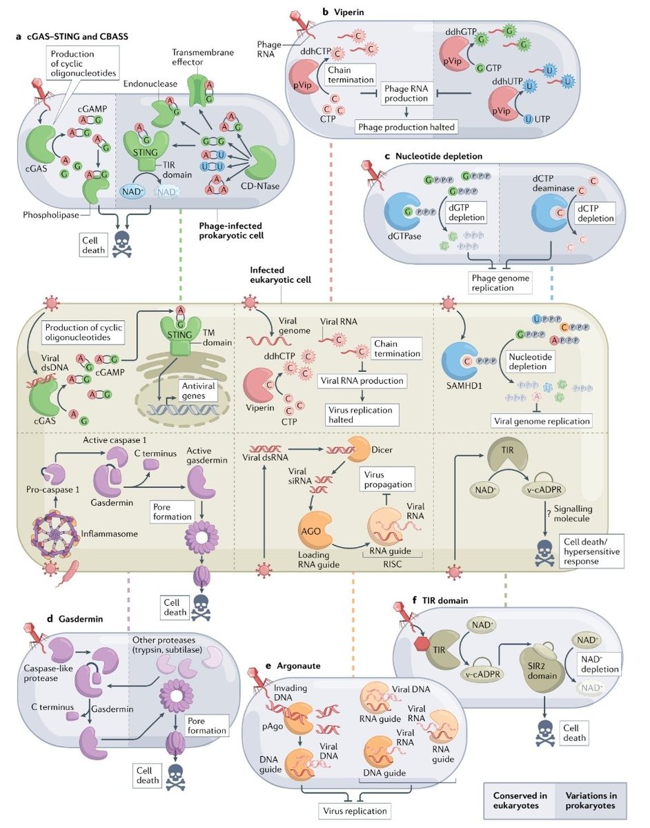 Bacterial origins of human innate immune mechanisms

Tanita Wein skillfully summarized current knowledge on how key components our own immune system evolved from bacterial anti-phage defenses

Out today in Nature Reviews Immunology rdcu.be/cKWrz