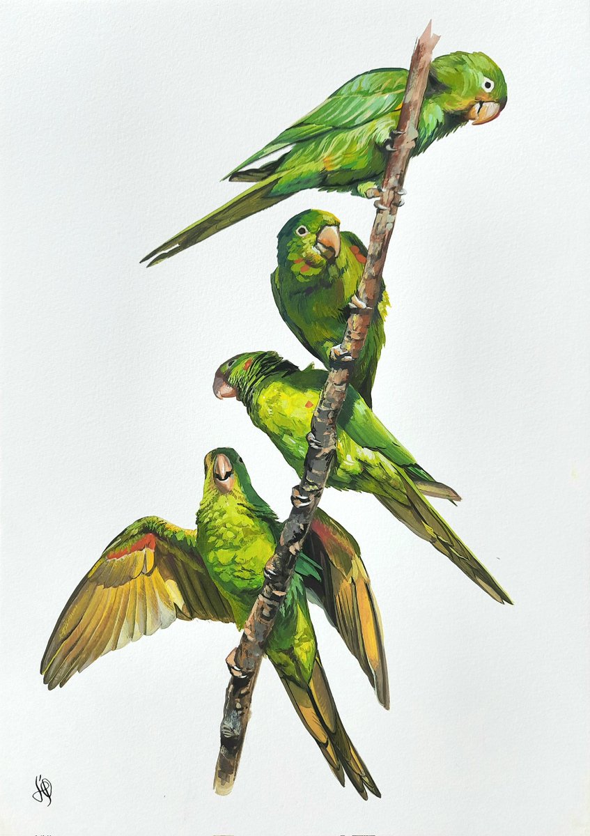 tupandactylus's tweet photo. The Brazilian pigeon: Psittacara leucophtalmus. Gouache on watercolor paper. https://t.co/uMg0DAafa1