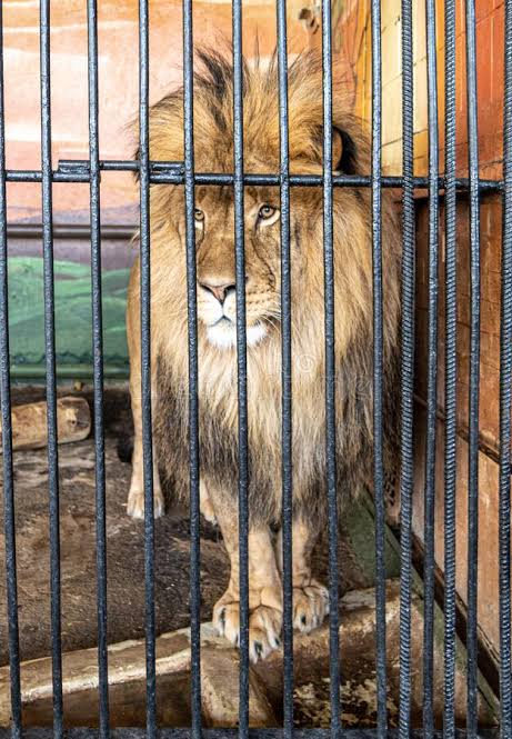 BhautiksinhZala's tweet photo. 🦁 vs 🦁
There is no difference 🔥
#Yuvrajsinh_ko_riha_karo 
#iSupportYuvrajsinh 
#YouthWithYuvrajsinh #Yuvrajsinh_ko_riha_karo https://t.co/16SjFKfSab
