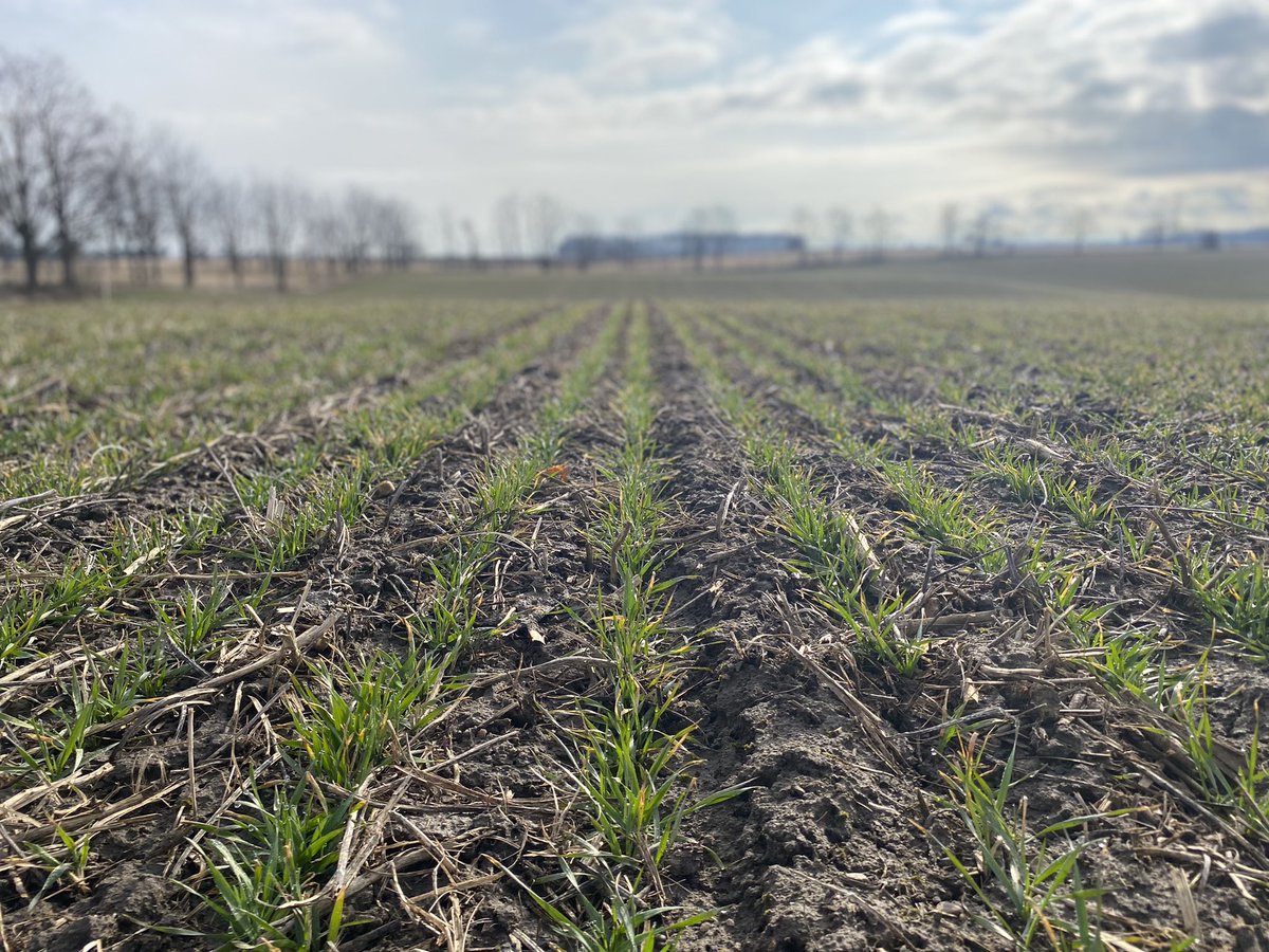 MeagGriffiths's tweet photo. Beauty morning to walk some pretty looking #wheat22 ! #Scout22 #MiFieldFS @FS_PARTNERS https://t.co/BXML4EXp2f