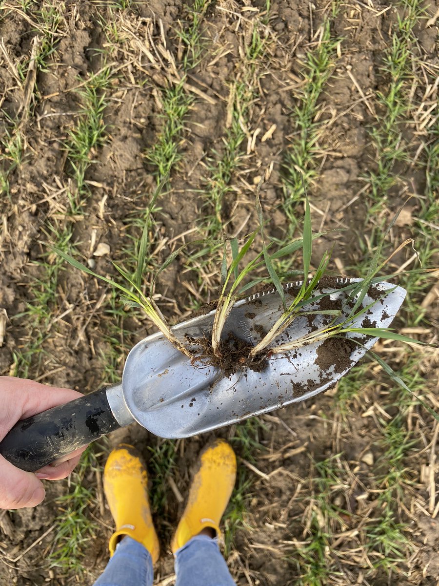 MeagGriffiths's tweet photo. Beauty morning to walk some pretty looking #wheat22 ! #Scout22 #MiFieldFS @FS_PARTNERS https://t.co/BXML4EXp2f