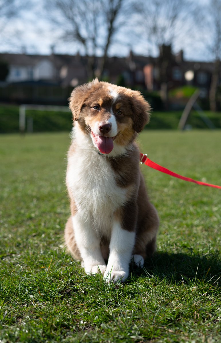 Adopt Me! tweet media