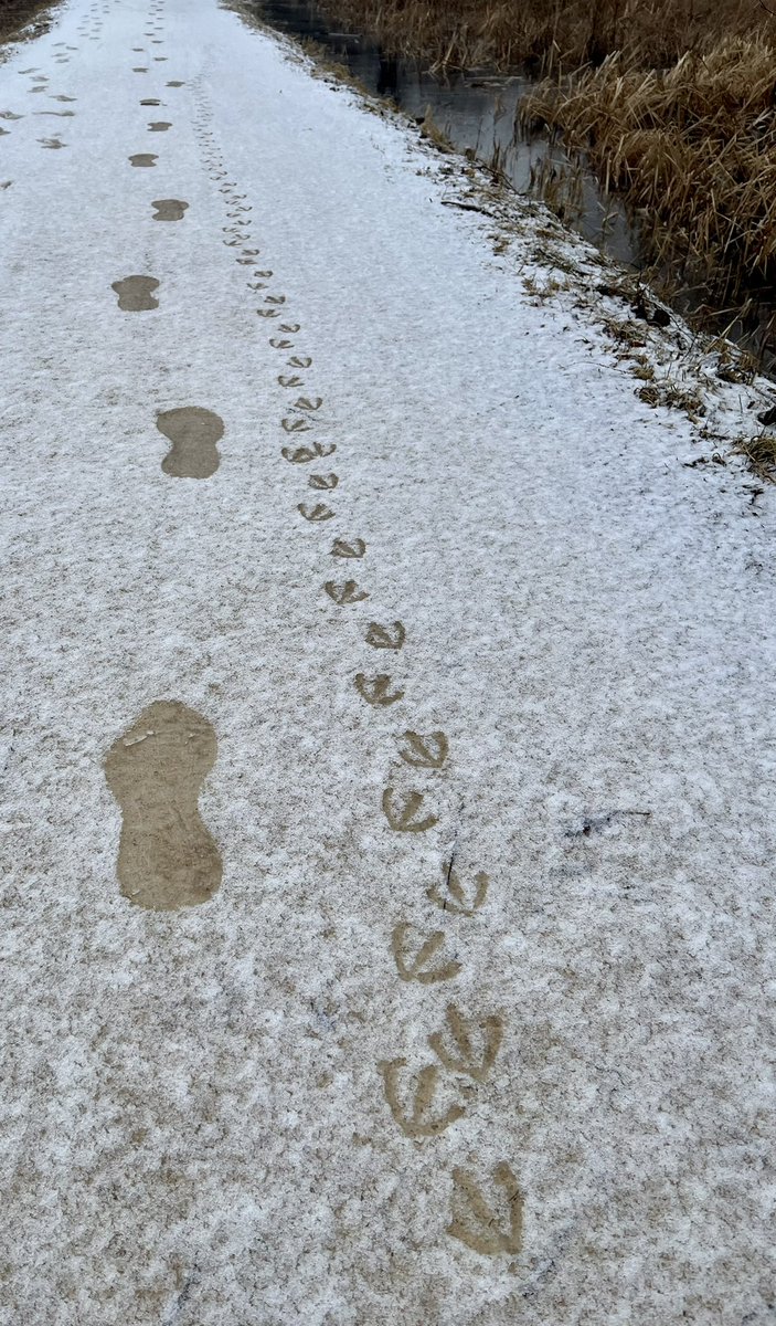 Terry Goeman tweet media