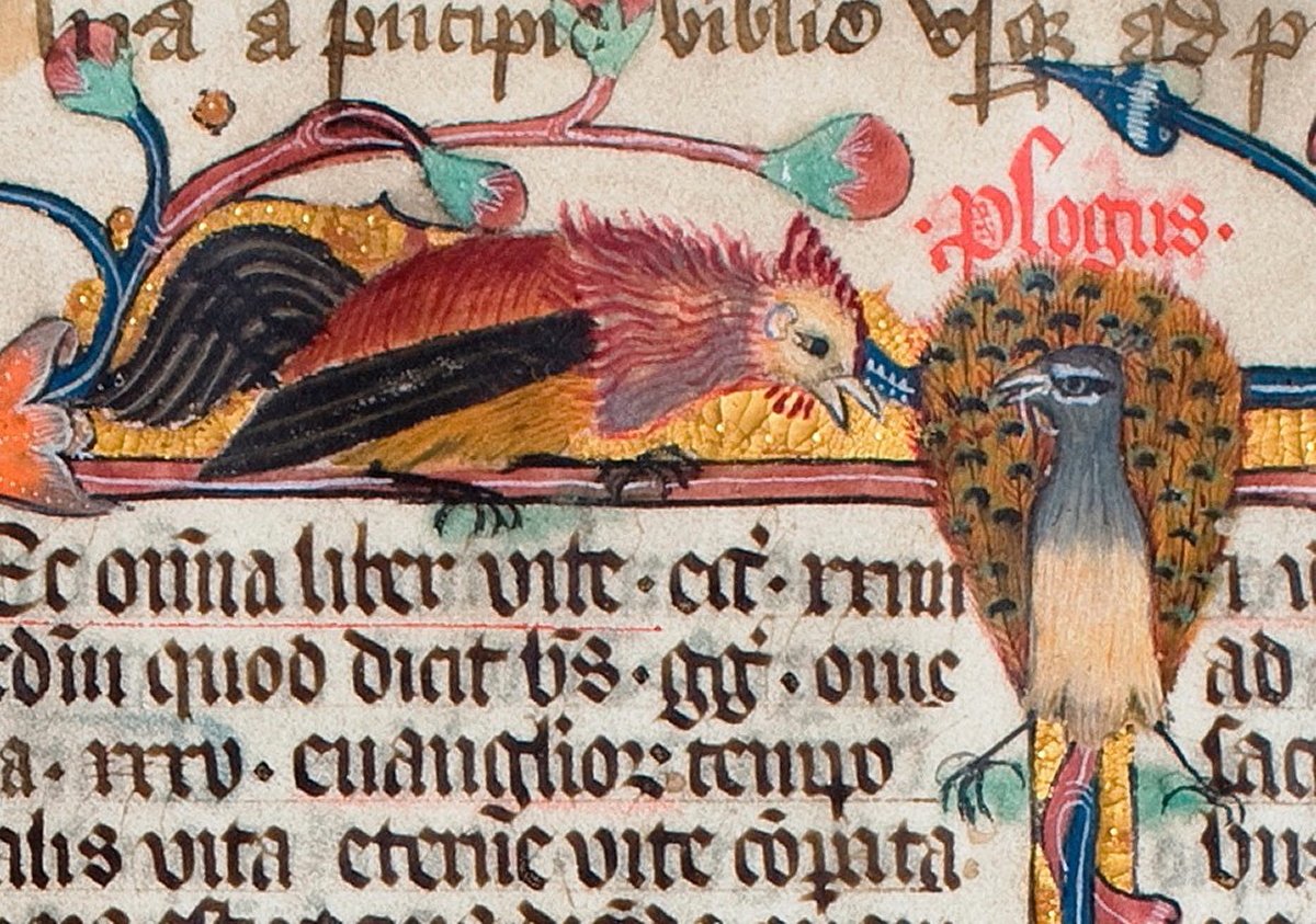 Detail from an illuminated medieval manuscript showing a colourful cockerel and a peacock.