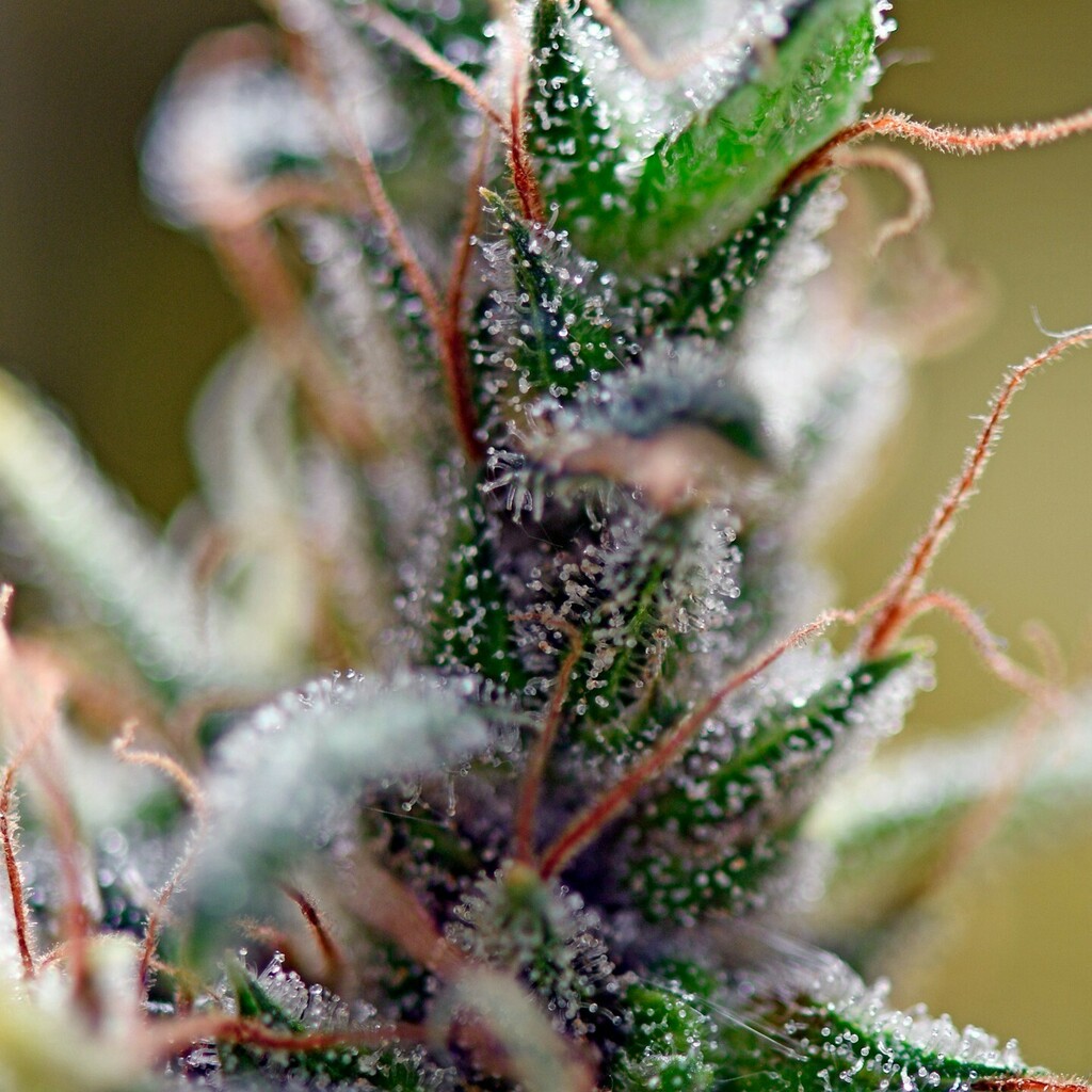 Mr Nice Seedbank Holy Smoke is a pleasure to grow and use equally. A delightful aromatic plant that stands up to any sort of test. Maybe not needing a full feeding regime during its life since it has a majority of equatorial genetics inside and possibly reducing light hours …