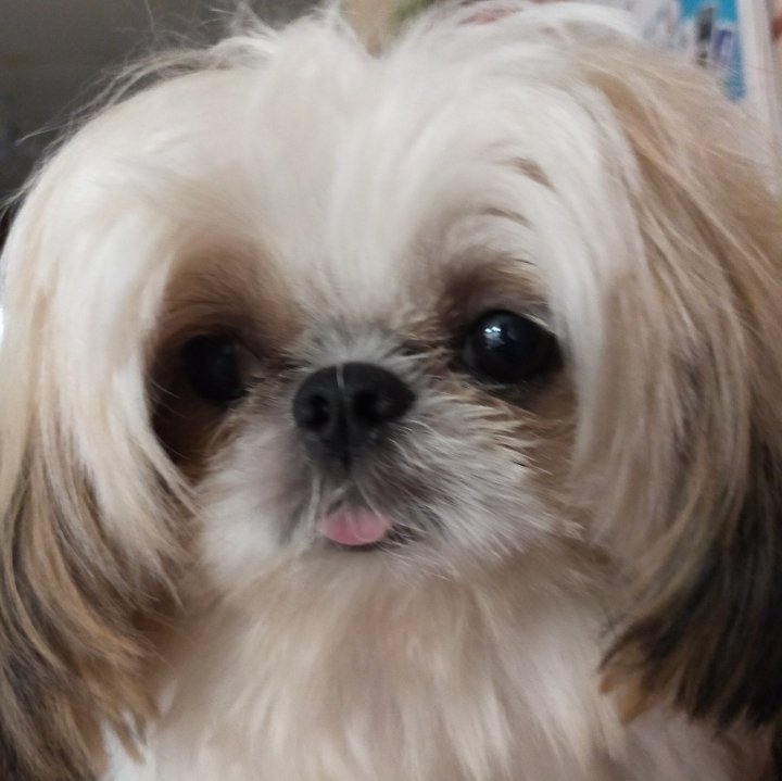 acadhelper__'s tweet image. Pacommission na raw po kayo sabi ng aking anak👉👈 huhu char not char😭😭