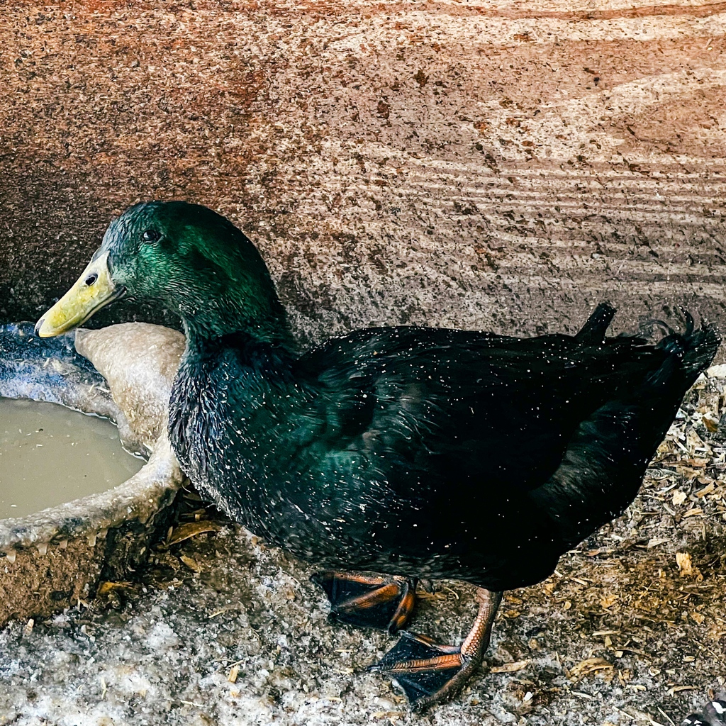 Our southwest #Michigan #farm is home to Cayuga #ducks, a heritage breed that used to be very common in the US until the 1890's. #LivestockConservancy

livestockconservancy.org/heritage-breed…