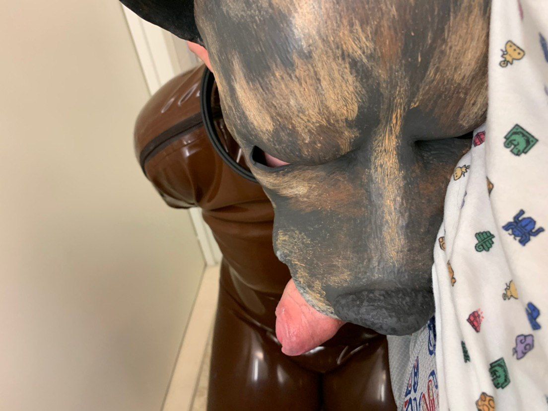 Tug collar, Get reward. tweet media