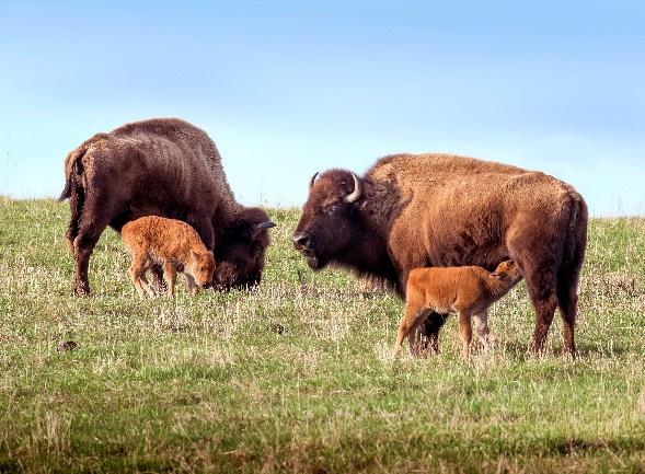 CrowtherLab's tweet photo. The bison at Nachusa are an essential component of the original #ecosystems & landscapes of North Illinois 🌾
More lessons learned about the relationship of large mammals to species composition & balance on a #prairie: https://t.co/HMMeRx5zTO #restories #forestrationints https://t.co/eUDn21VGYj