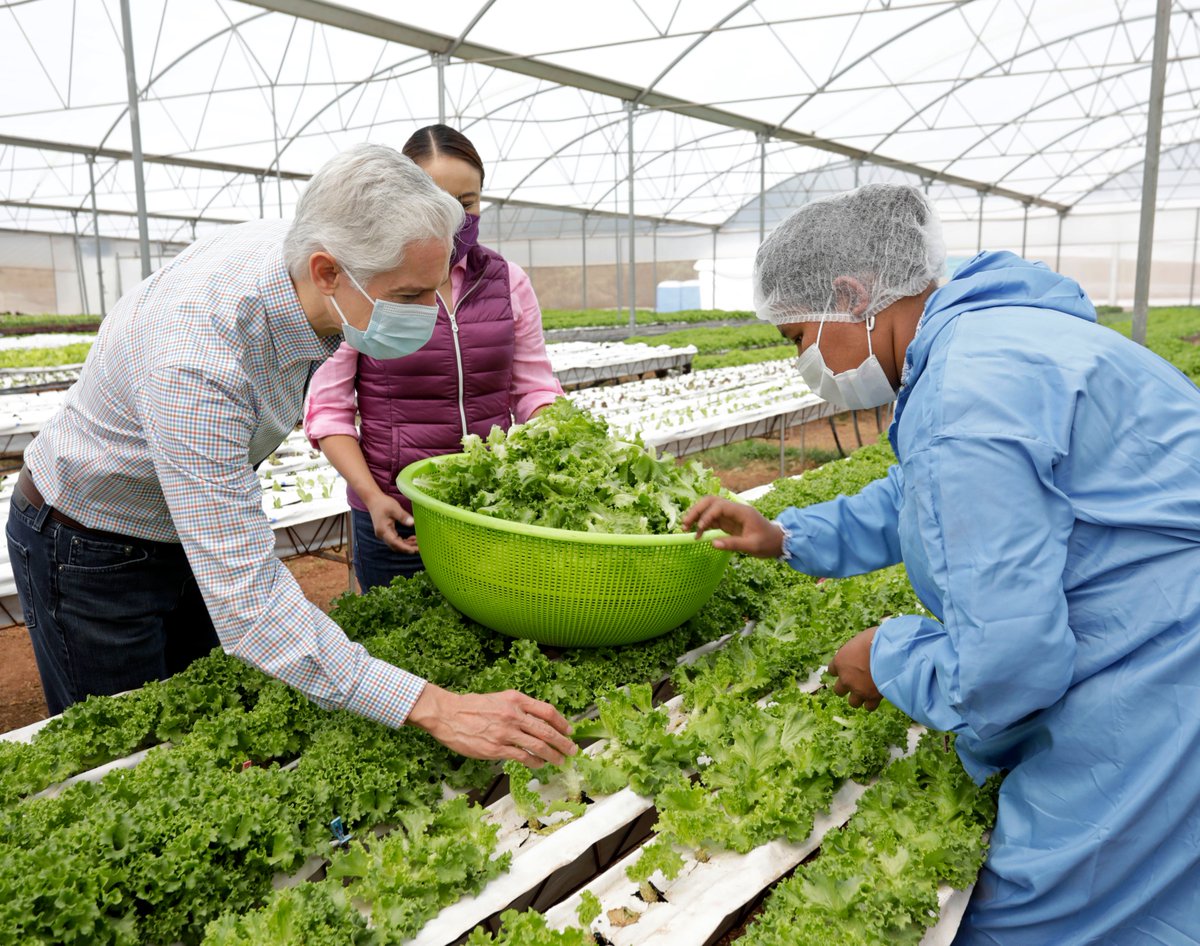 alfredodelmazo's tweet photo. Junto con la empresa Finca Pombriego vamos a impulsar la capacitación de hidroponía para otros productores mexiquenses, técnica que hace más eficiente el uso del agua. https://t.co/MR8hCwCasZ