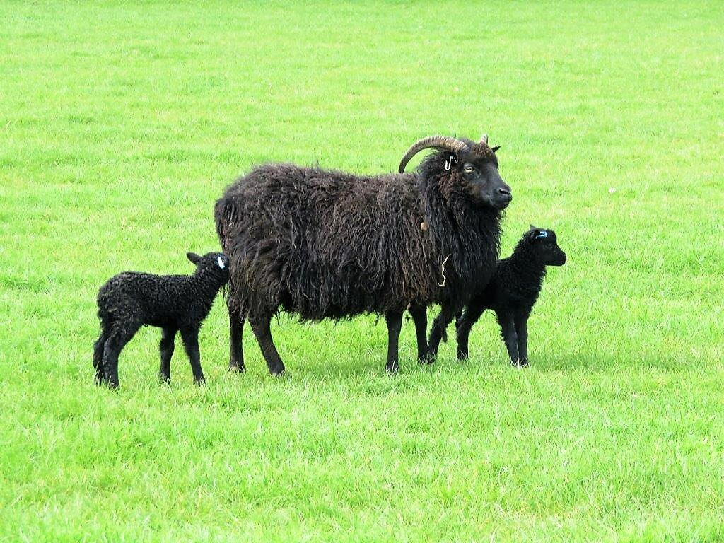 HMP Kirkham tweet media