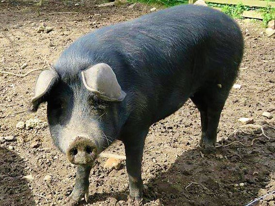 HMP Kirkham tweet media