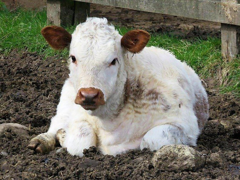 HMP Kirkham tweet media