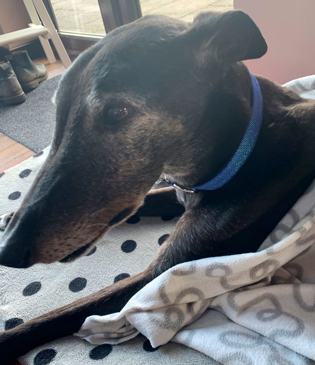 BonesNorah's tweet photo. Donnie has a fabulous collar! He doesn’t understand why but he accepts the situation. Thank you @amberhounds ♥️ https://t.co/Vyn7fA8RZD