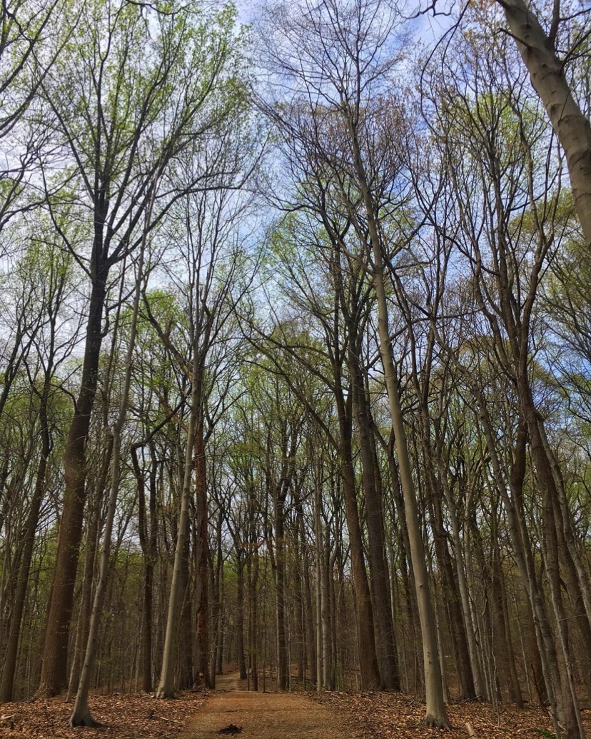 LoveRockCreek's tweet photo. It's a beautiful weekend in #RockCreekPark! Get outside by joining us @ an #ExtremeCleanup event near you:
Pinehurst, 10am - 12pm
Piney Branch, 11am - 1pm
Aspen Hill, 12pm - 2pm
Picnic Grove 1, 1pm - 3pm
Signup:https://t.co/pEyr2m8zTE
📷: (IG) travel_trails_puppy_repeat https://t.co/KZt3dpPmez