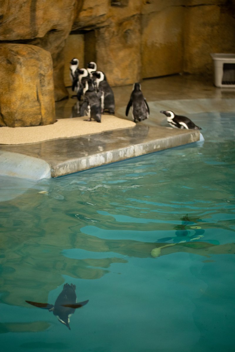 Bismarck-Mandan CVB (@bismancvb) on Twitter photo Did you know that today is #ZooLoversDay ?! It is! If you haven't been to the <a href="/DakotaZoo/">Dakota Zoo</a> lately, head over to show the new #penguin exhibit some love! #MTJA #writingtheworld Did you know that today is #ZooLoversDay ?! It is! If you haven't been to the <a href="/DakotaZoo/">Dakota Zoo</a> lately, head over to show the new #penguin exhibit some love! #MTJA #writingtheworld