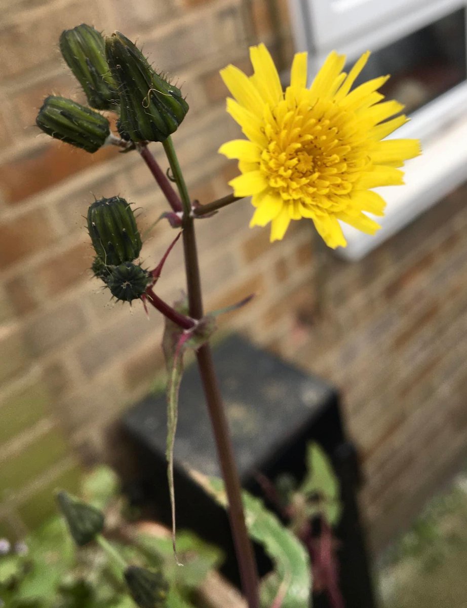 Ferhat U tweet media