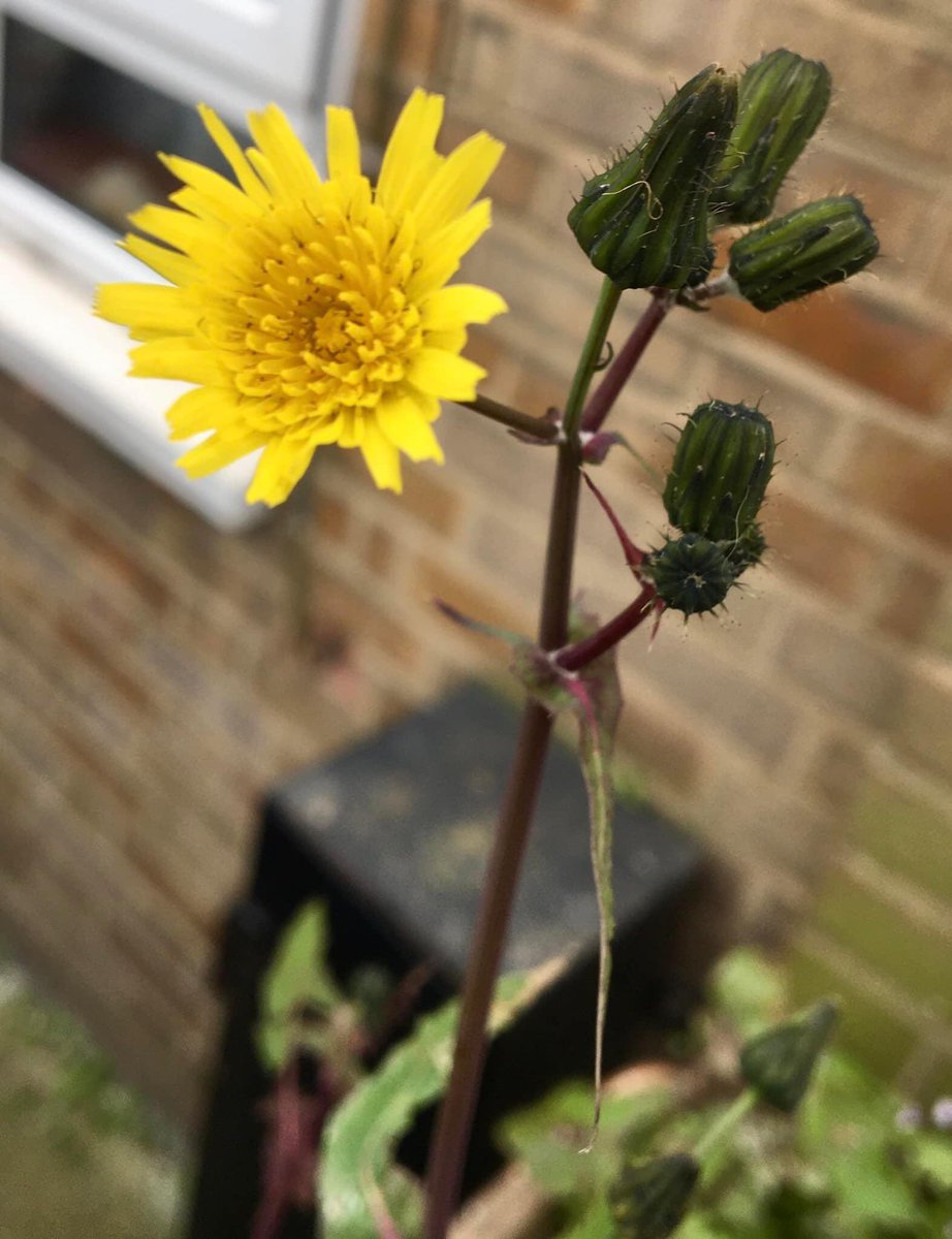 Ferhat U tweet media