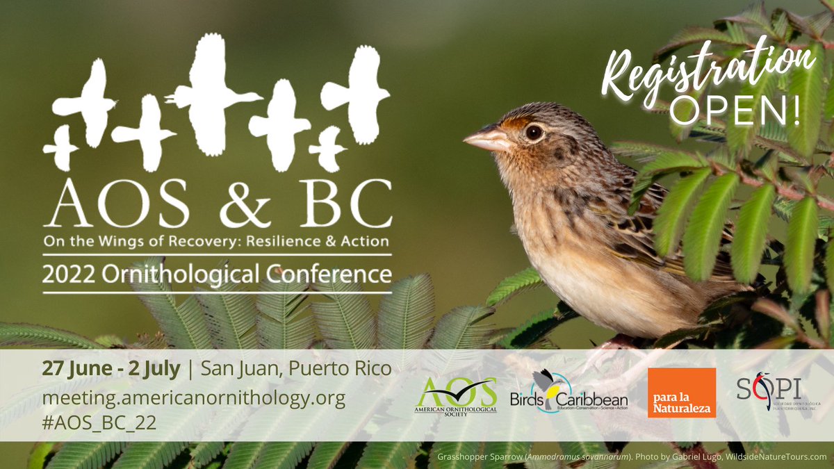 Registration is now open for #AOS_BC_22, the joint conference of <a href="/AmOrnith/">American Ornithological Society</a> &amp; <a href="/BirdsCaribbean/">Birds Caribbean</a> in sunny San Juan, Puerto Rico, from 27 June-2 July 2022, w/ our local hosts <a href="/paralanaturalez/">Para la Naturaleza</a> &amp; <a href="/Aves_PuertoRico/">SOPI</a>! Start planning your conference experience today! meeting.americanornithology.org/registration-n…