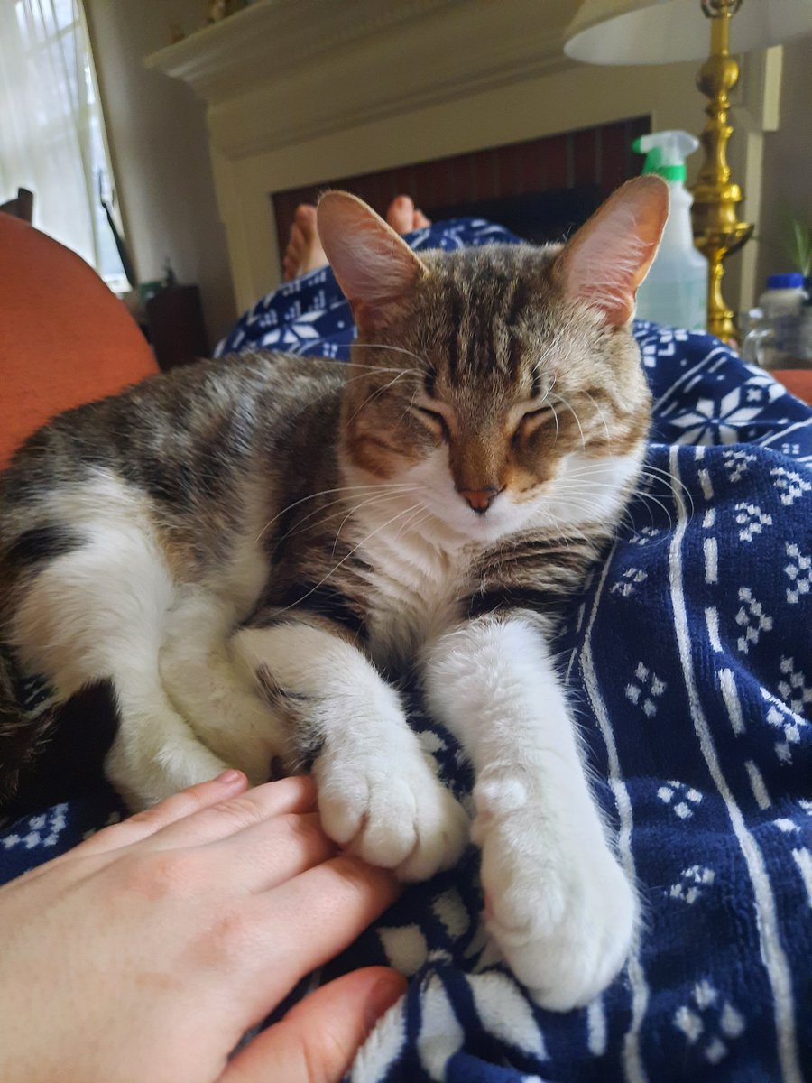manicpixelboy's tweet photo. Of course you do. His name is Cricket but I call him Bug Boy https://t.co/HuNnobekkF