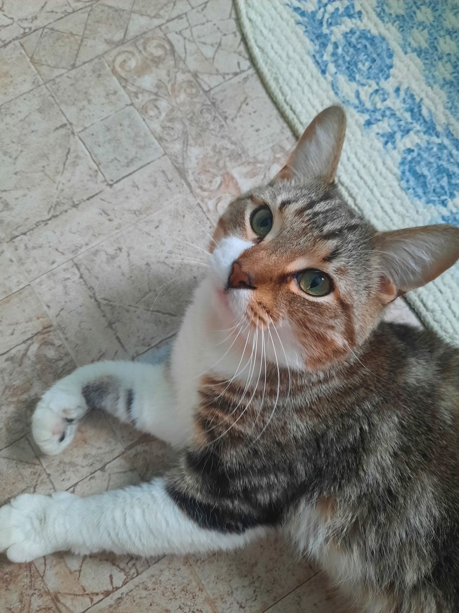 manicpixelboy's tweet photo. Of course you do. His name is Cricket but I call him Bug Boy https://t.co/HuNnobekkF