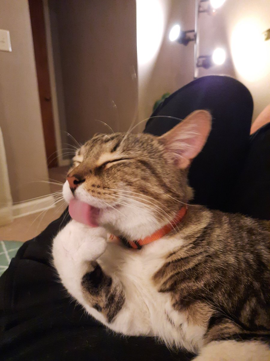 manicpixelboy's tweet photo. Of course you do. His name is Cricket but I call him Bug Boy https://t.co/HuNnobekkF