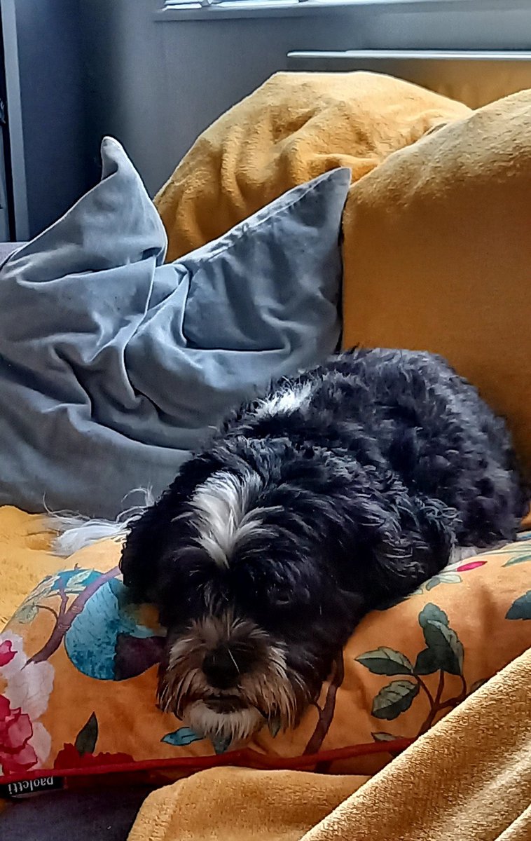 creamtea69's tweet photo. Just lazing on a Friday night #Ted https://t.co/3xfuXUVHVd