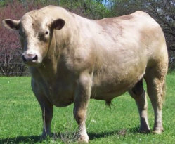 MikeOxsmells's tweet photo. @mikeinsdevon Murray Grey cows are my favourite https://t.co/f5yQRpSJxX