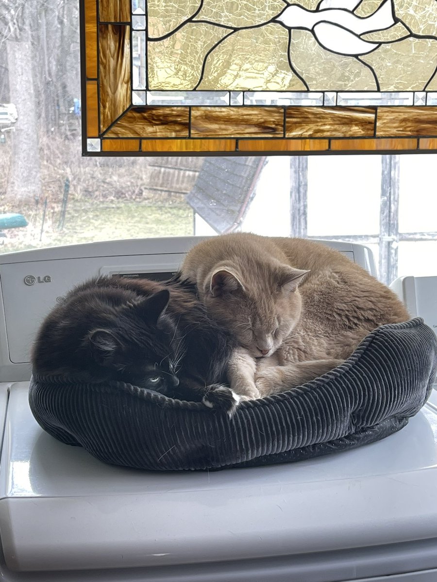MemoryTuxedo1's tweet photo. After a vigorous #Hedgewatch and #Deckwatch weβre settling in for a long nap on a rainy Friday afternoon. We hope your day is filled with naps and treats. #MemoryandDune #FridayVibes #CatsOfTwitter #CatsOnTwitter https://t.co/NMEHZiJwiI