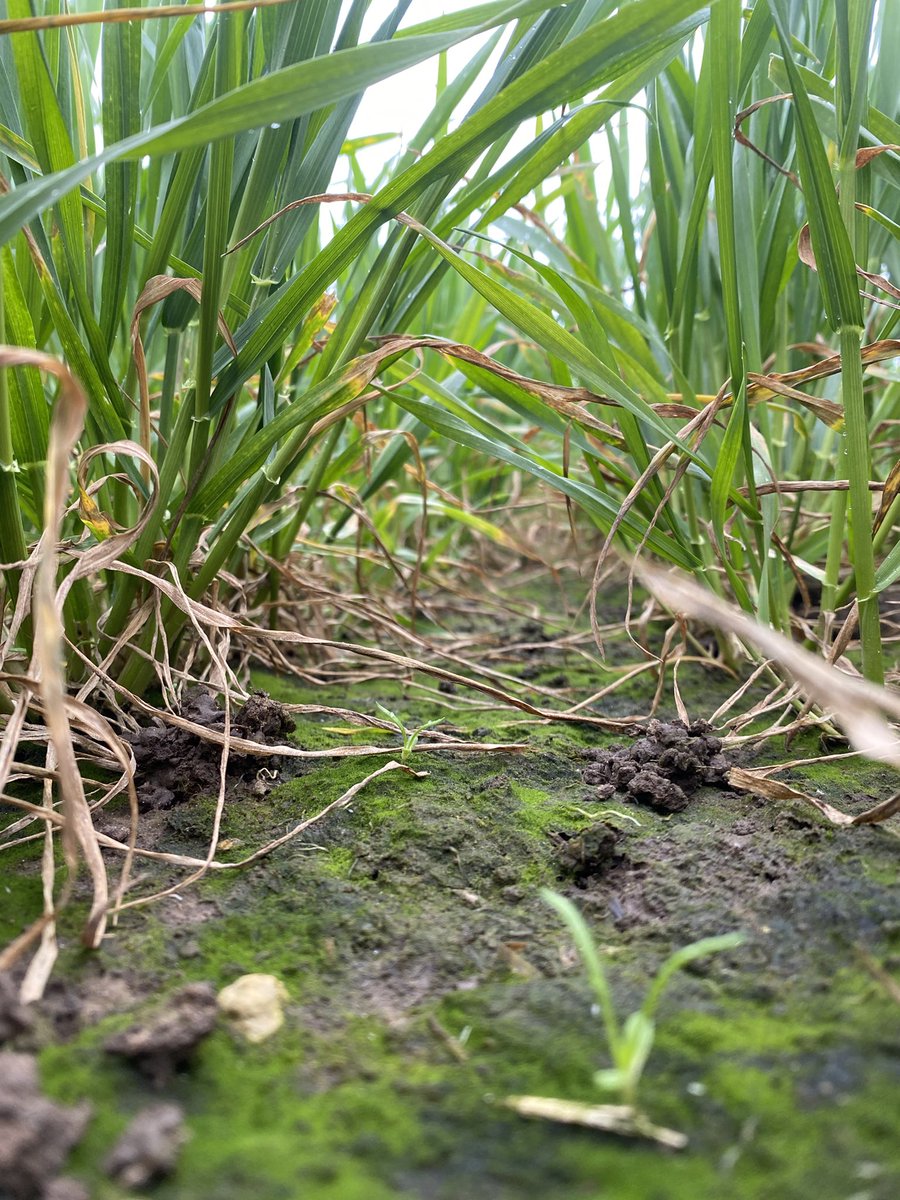 MathewKBarnes's tweet photo. Quick snap shot of the plots down at the #rawcliffebridge #realresultsfarm. Leaf 3 in varying degrees of emergence. #septoria easy to find and the first signs of #yellowrust in the usual suspects. Locally, #barley also showing up some high #netblotch infection @BASFcropUK https://t.co/eeY5Lg55UT