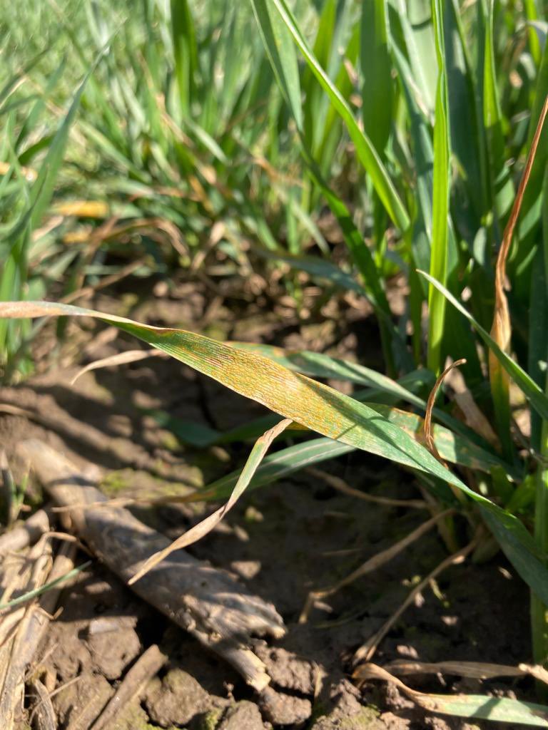 MathewKBarnes's tweet photo. Quick snap shot of the plots down at the #rawcliffebridge #realresultsfarm. Leaf 3 in varying degrees of emergence. #septoria easy to find and the first signs of #yellowrust in the usual suspects. Locally, #barley also showing up some high #netblotch infection @BASFcropUK https://t.co/eeY5Lg55UT