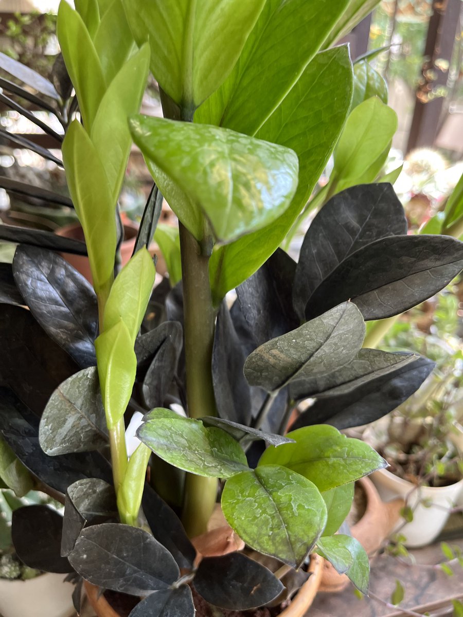 Anitadinesh2's tweet image. Watch my video on health benefits of ZZ plant , why it is best indoor plant ? youtu.be/MmKrd92_pO0