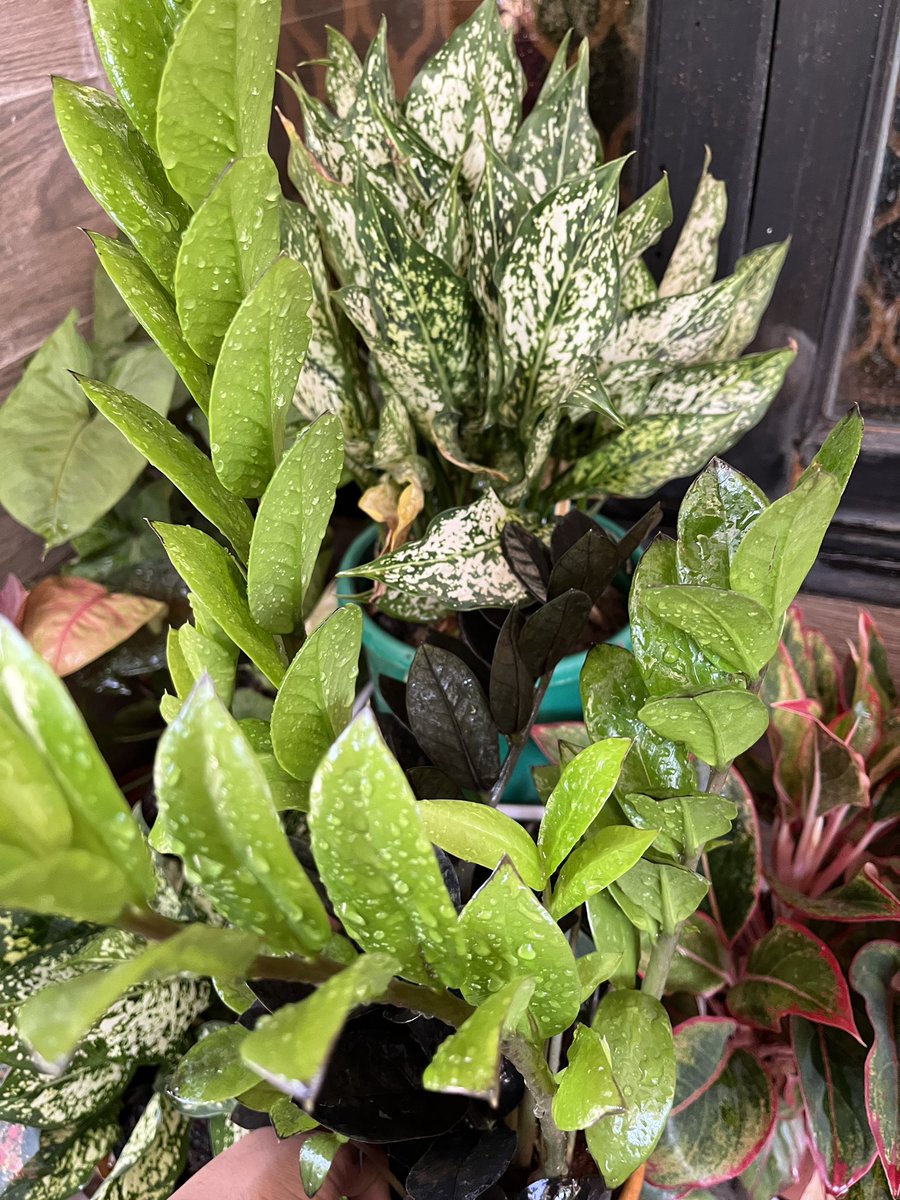 Anitadinesh2's tweet image. Watch my video on health benefits of ZZ plant , why it is best indoor plant ? youtu.be/MmKrd92_pO0