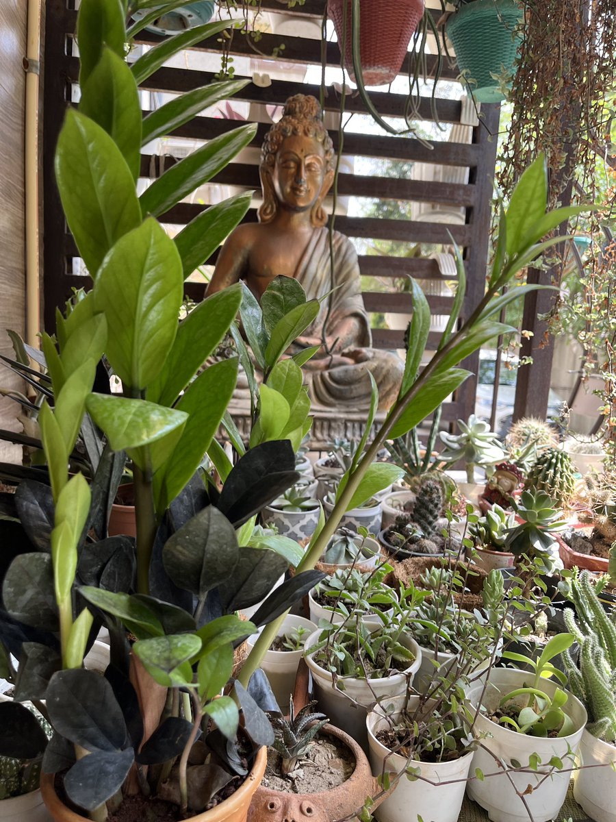 Anitadinesh2's tweet image. Watch my video on health benefits of ZZ plant , why it is best indoor plant ? youtu.be/MmKrd92_pO0