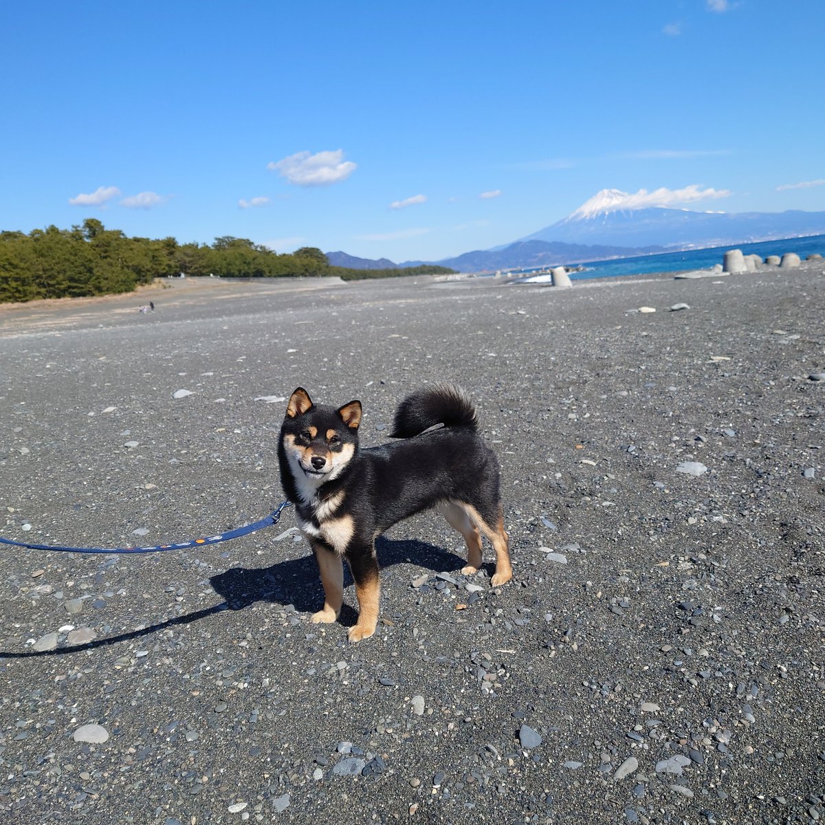 tomoshirore's tweet photo. 柴の日ですね。

　#柴の日 https://t.co/TxOGvjfwUL