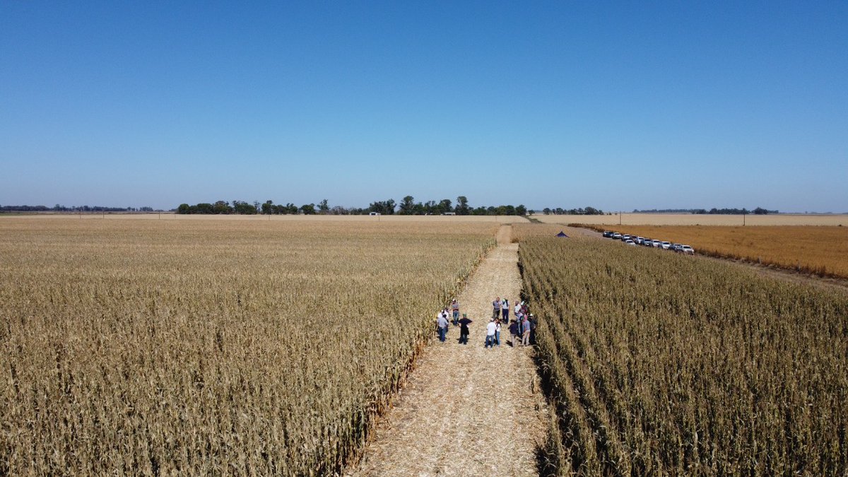 Excelente jornada de capacitación en manejo de cultivo de 🌽 con productores en FTN Est. Los Patos. Trenque Lauquen. Muchas gracias <a href="/Fullagrosrl/">Fullagro de Grupo Quemú</a> , <a href="/manuelberm/">Manuel Bermudez</a>, <a href="/merydurand/">Mery Durand</a> , <a href="/daecheveste/">Diego Echeveste</a> , <a href="/calicervera/">Diego Cervera</a>. @Bayer4CropsAR , <a href="/DekalbArgentina/">DEKALB Argentina</a>