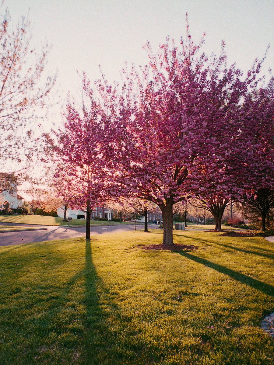 nev_in_color's tweet photo. flowers on film. 🎞 https://t.co/HB3nizVE2v